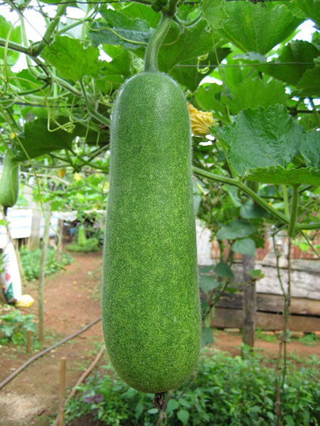 Sai lầm chết người khi ăn bí đao mà bạn không biết